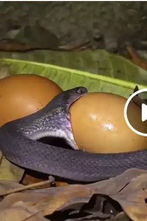 सांप ने ऐसे निगला अंडा, वीडियो देखकर लोग बोले- यह बहुत डरावना है!