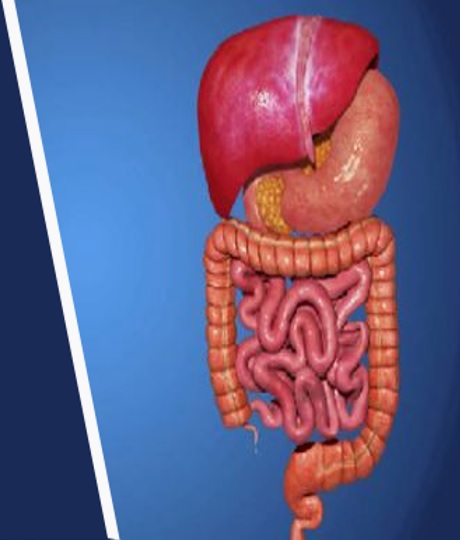 पाचन तंत्र कैसे करता है काम… कैसे रखें अपना पाचन तंत्र बेहतर