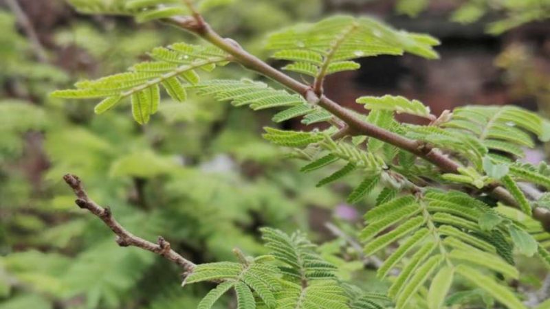 Vastu Tips : चाहते हैं महादेव और शनिदेव की कृपा, तो घर के मुख्य द्वार पर जरूर लगाएं ये पौधा