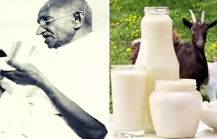 गांधीजी करते थे बकरी के दूध का सेवन, फायदे ऐसे कि आप भी चाहेंगे पीना