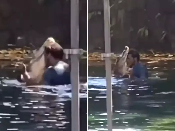 मगरमच्छ के साथ बाहों में बाहें डालकर कर रहा था डांस, किसी ने वीडियो बना लिया