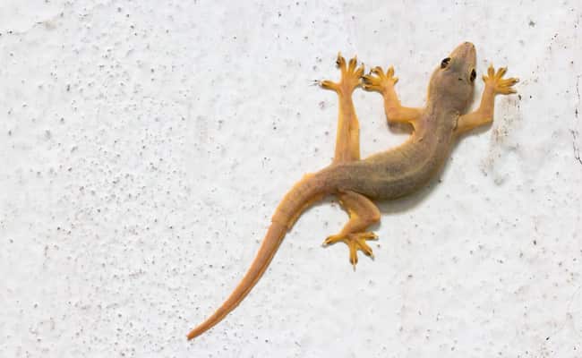 घर में जगह-जगह घूम रही छिपकली से हैं परेशान तो आज ही आजमा लें ये नुस्खे, दिखना बंद हो जाएंगी Lizards