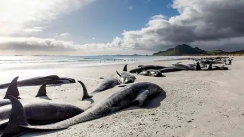न्यूजीलैंड में 400 से अधिक व्हेल मछलियों की मौत, शार्क की वजह से नहीं मिली मदद
