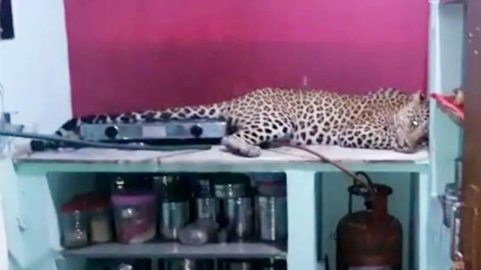 किचन में प्लेटफॉर्म पर आकर लेट गया पैंथर, घरवालों की बंध गई घिग्घी