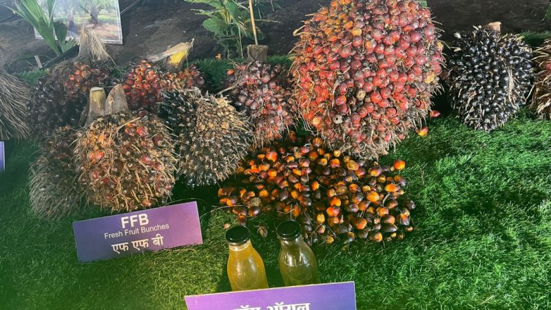 इंडोनेशिया और मलेशिया का पॉम अब छत्तीसगढ़ में हो रहा लोकप्रिय