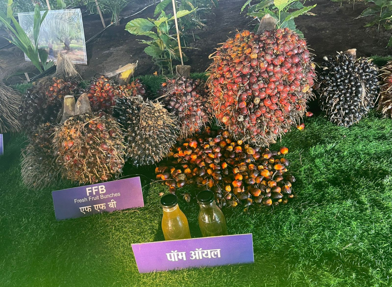 इंडोनेशिया और मलेशिया का पॉम अब छत्तीसगढ़ में हो रहा लोकप्रिय