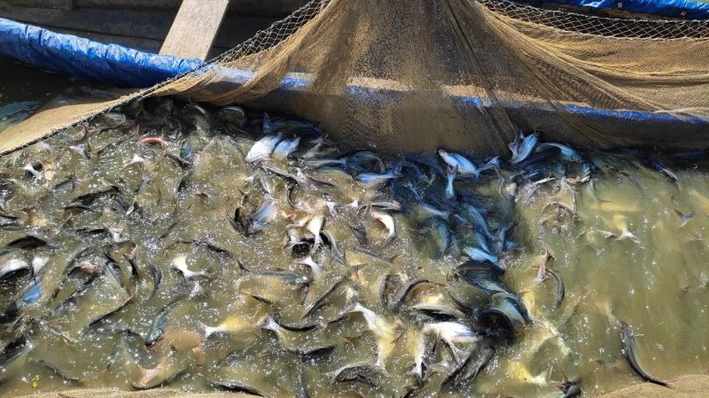 मछली पालन से बढ़ी आमदनी, सपने हो रहे पूरे