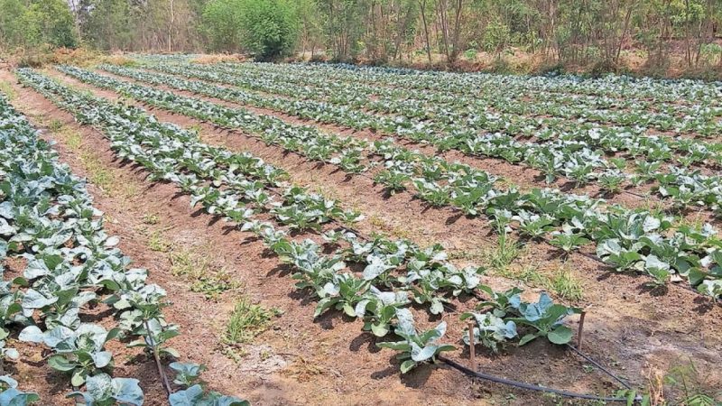 प्रदेश में सब्जी, फल-फूलों की खेती में भी शून्य प्रतिशत की दर से अल्पकालीन ऋण की सुविधा