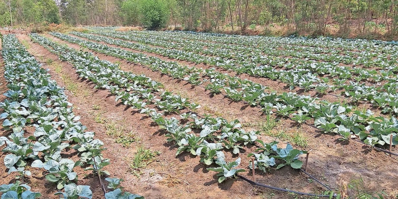 प्रदेश में सब्जी, फल-फूलों की खेती में भी शून्य प्रतिशत की दर से अल्पकालीन ऋण की सुविधा