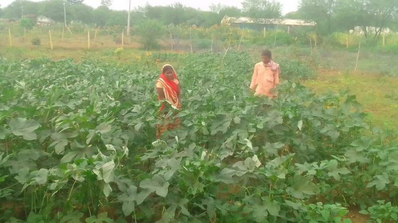 बाड़ी विकास योजना से समूह की दीदियां हो रही आत्मनिर्भर