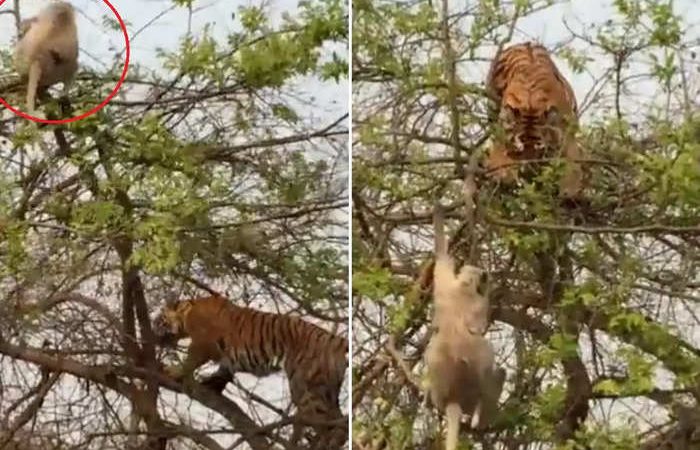 टाइगर से जान बचाने के लिए लंगूर ने लगाई ये स्कीम, वीडियो देख दंग रह जाएंगे!