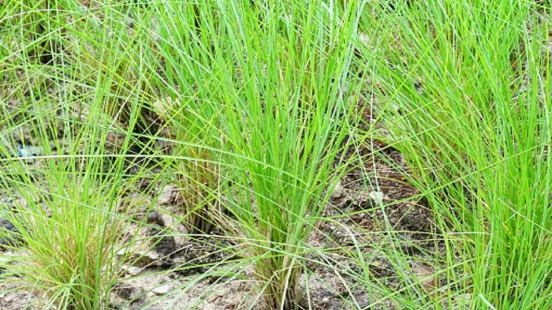 कहीं भी कर सकते हैं खस की खेती, 20 हजार रुपये में बिकता है 1 kg तेल