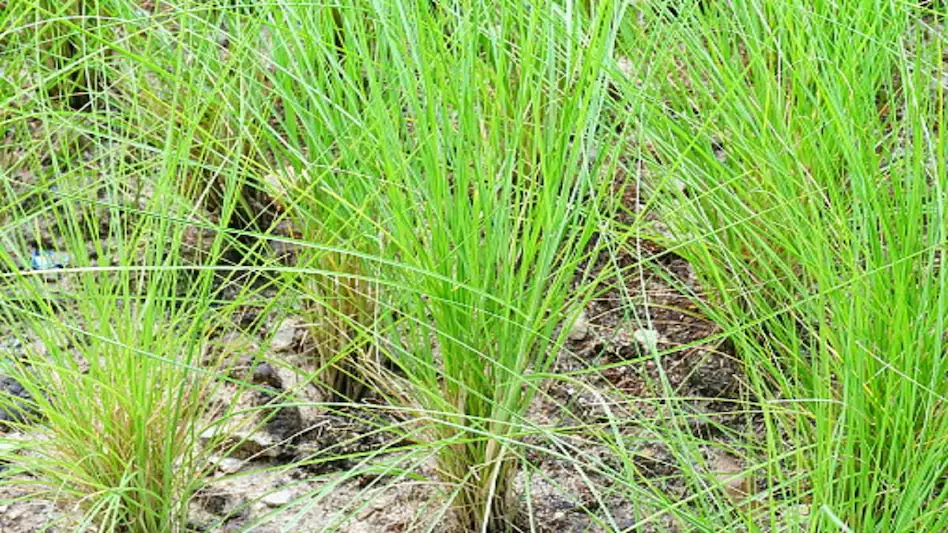 कहीं भी कर सकते हैं खस की खेती, 20 हजार रुपये में बिकता है 1 kg तेल