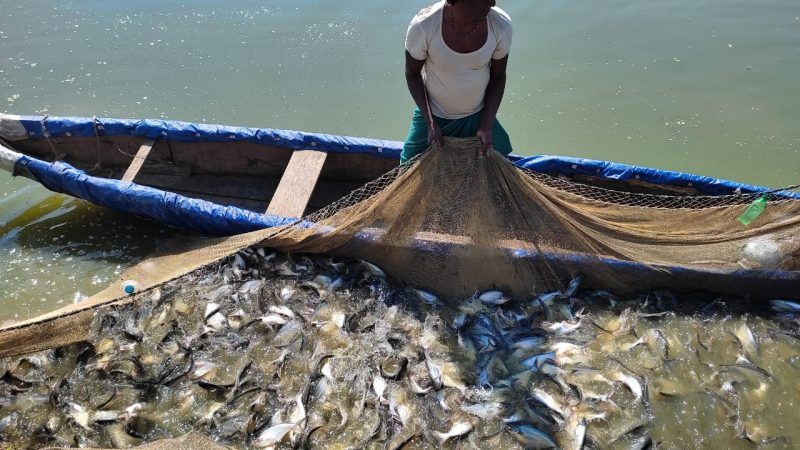 मत्स्य पालन की कला में पारंगत हो रही हैं महिलाएं, गौठान स्थित तालाब में मछली पालन को बनाया कमाई का जरिया