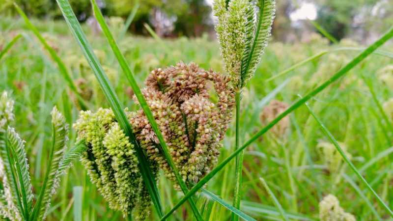 विशेष लेख : देश का इकलौता राज्य छत्तीसगढ़ जहां समर्थन मूल्य पर खरीदा जा रहा मिलेट्स