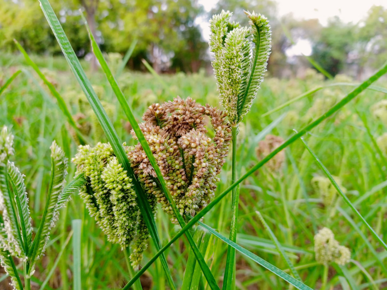 विशेष लेख : देश का इकलौता राज्य छत्तीसगढ़ जहां समर्थन मूल्य पर खरीदा जा रहा मिलेट्स
