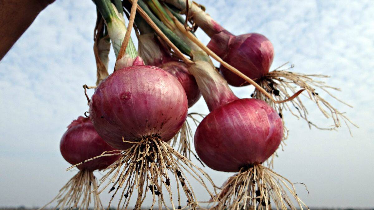 क्या प्याज के रस से दोबारा आ सकते हैं बाल? जानिये हर दिन Onion Oil लगाना चाहिये या नहीं