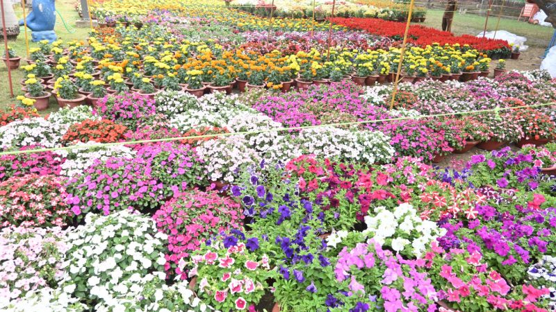 कटफ्लावर, पिनसुटिया, इंडोर प्लांट सहित बर्ड ऑफ प्राईड, पम्पास जैसे अनेक फूल बिखेरेंगे अपनी छठा