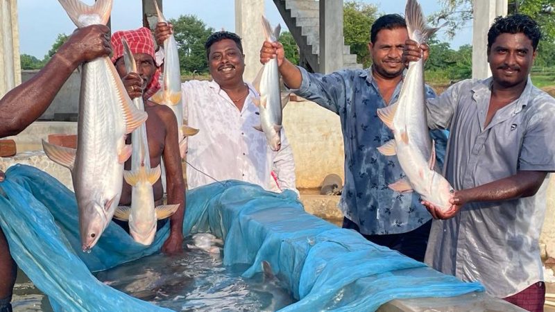 नक्सल क्षेत्र की बदली तस्वीर : हरे बस्तर में हो रही नीली क्रांति