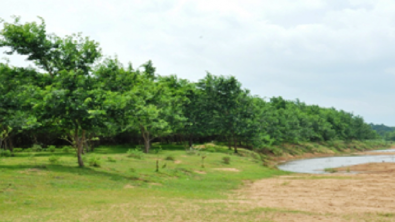 वृक्षारोपण से 40 नदियों का तट हुआ हरा-भरा : चार सालों में नदियों के तट पर लगाए गए 47 लाख पौधे