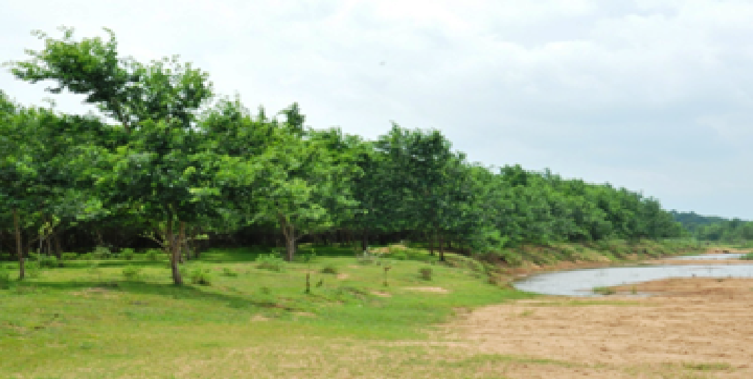 वृक्षारोपण से 40 नदियों का तट हुआ हरा-भरा : चार सालों में नदियों के तट पर लगाए गए 47 लाख पौधे