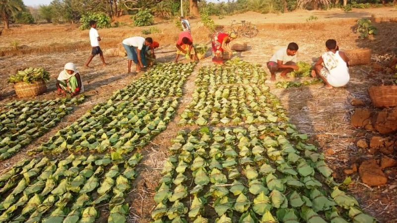 तेन्दूपत्ता संग्रहण वर्ष 2023: प्रथम तथा द्वितीय निविदा में 68 प्रतिशत मात्रा का विक्रय
