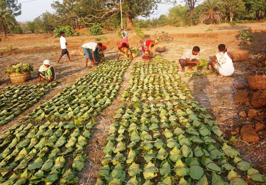 तेन्दूपत्ता संग्रहण वर्ष 2023: प्रथम तथा द्वितीय निविदा में 68 प्रतिशत मात्रा का विक्रय