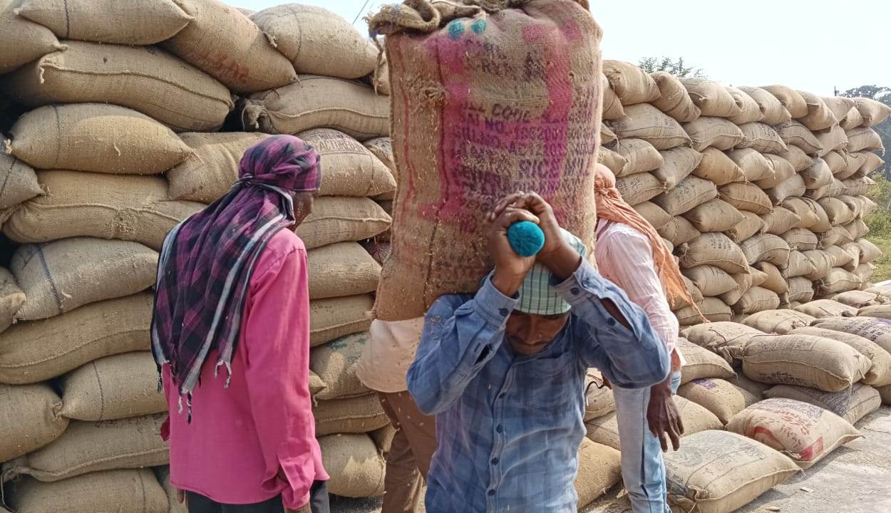 तेजी से खाली होने लगे धान खरीदी केन्द्र :100 लाख 25 हजार मेट्रिक टन धान का हो चुका उठाव