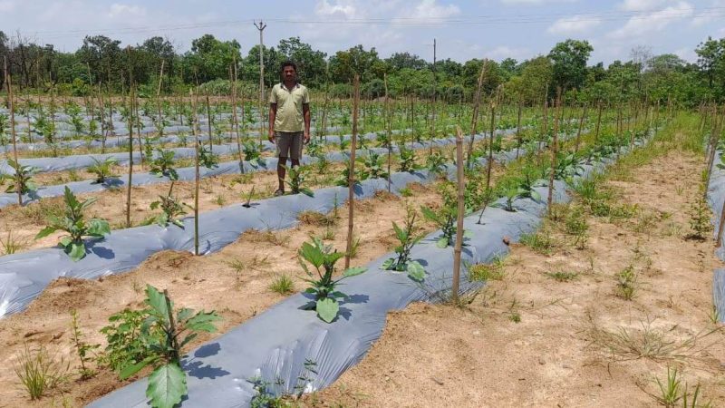 ड्रिप और स्प्रिंकलर से छोटे किसानों को मिल रही भरपूर आमदनी