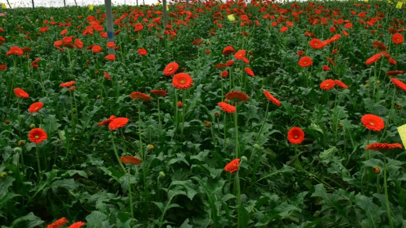 शेडनेट पद्धति से साल भर की जा सकती है फूलों की खेती