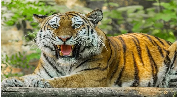 देश में सिर्फ छह माह में 95 बाघों की मौत