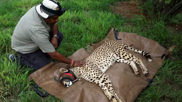 कूनो में नामीबियाई चीता शौर्य की मौत, अब तक 10