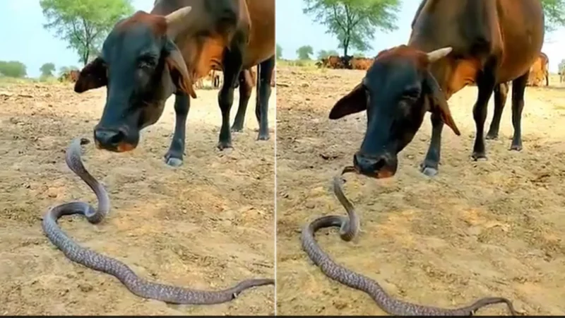 किंग कोबरा और एक गाय के बीच अनोखा प्रेम, सांप को बड़े प्यार से चाटने लगती है गाय… देखें वीडियो