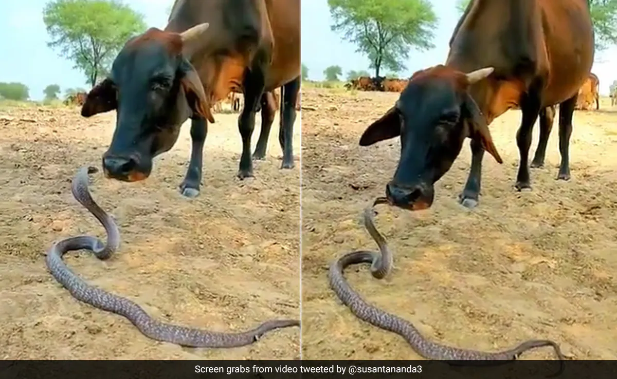 किंग कोबरा और एक गाय के बीच अनोखा प्रेम, सांप को बड़े प्यार से चाटने लगती है गाय… देखें वीडियो