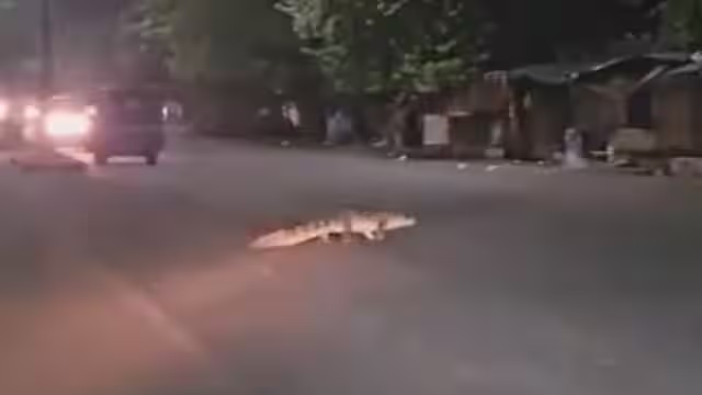 बाप रे! जब चलती सड़क पार करने लगा मगरमच्छ, सकपका गए राहगीर; VIDEO देख इलाके में दहशत