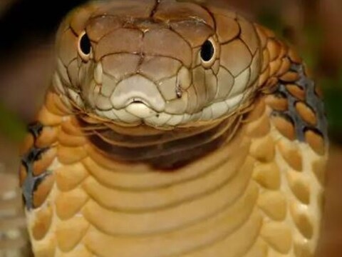 गिनीज बुक ने बताया कैसे मारा गया सबसे लंबा और जहरीला सांप?