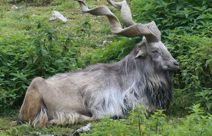 वो बकरी जो सांपों को खा जाती है, पाकिस्तान ने बनाया इसे राष्ट्रीय पशु
