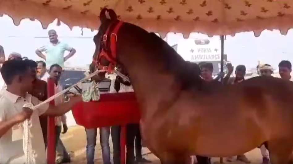 पुष्कर मेले का आज से आगाज, 7 करोड़ का घोड़ा मुख्य आकर्षण