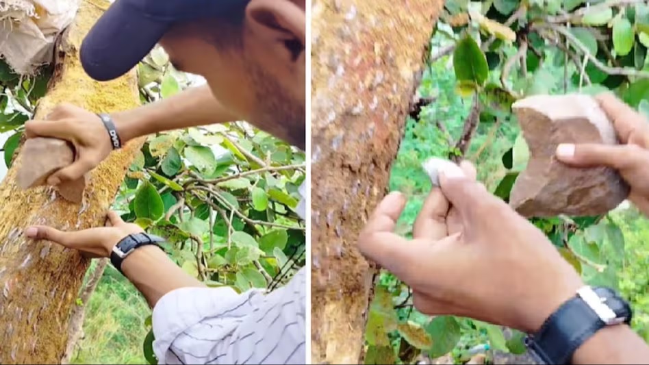 ऐसा है ‘पैसों के पेड़’, टेक्निक से पैसे निकालते दिखे लोग