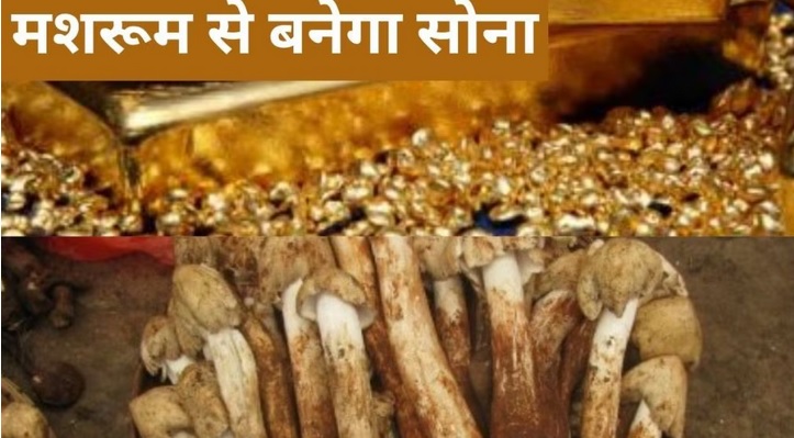 मशरूम से मिलेगा सोना! खोजे गोल्ड नैनो पार्टिकल्स