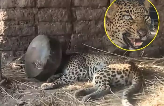 पानी ढूंढ रहे तेंदुए का सिर ‘मटके’ में अटका