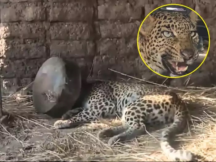 पानी ढूंढ रहे तेंदुए का सिर ‘मटके’ में अटका