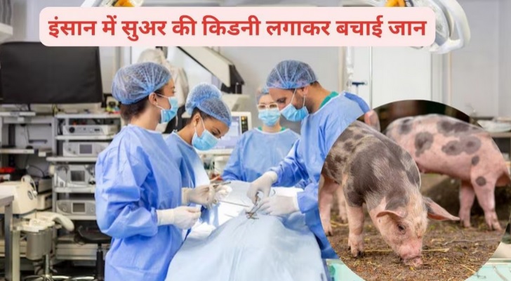 डॉक्टरों ने सूअर की किडनी लगाकर मौत के मुंह से खींचा